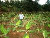 Banana Cultivation